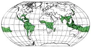 Area of distribution of bamboo