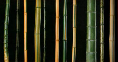 Verschiedene Phyllostachys-Bambusarten
